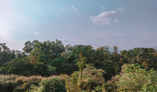 Plants growing on land against sky