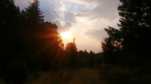 Trees against sky during sunset