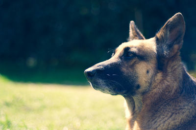 Close-up of dog looking away on field