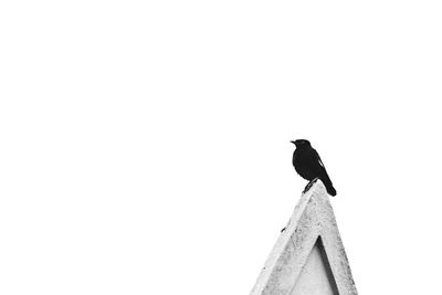 Low angle view of bird perching on a wall