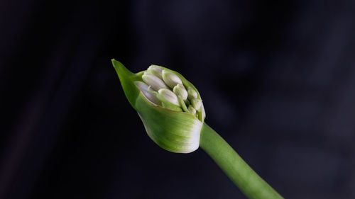 Close-up of green plant