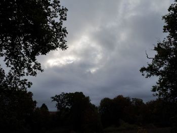 Low angle view of silhouette trees against sky