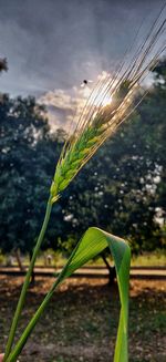 Close-up of stalks in field against sky