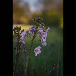 Close-up of purple flowering plant