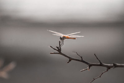 Close-up of insect on twig