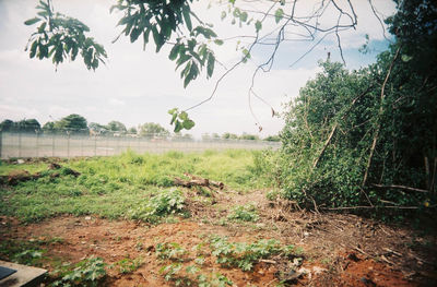 View of trees in forest