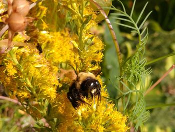 Close-up of bee pollinating on flower