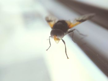 Close-up of insect