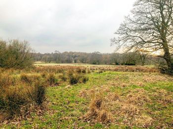 Scenic view of field against sky