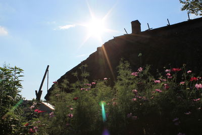 Low angle view of flowers blooming against sky