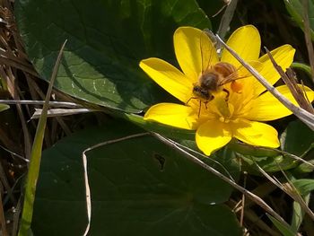 Bee pollinating flower