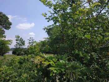 Plants and trees growing on field against sky