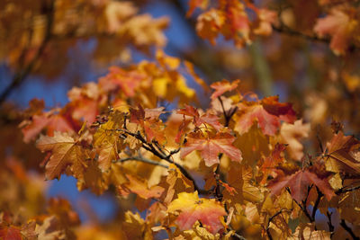 Close-up of fresh pink flowers on tree during autumn