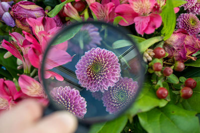 Close-up of pink flowering plants