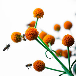 Close-up of honey bees on orange flowers