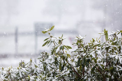 Close-up of frozen plant on field during rainy season