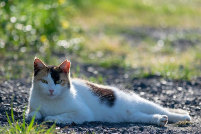 Portrait of a cat on field