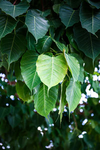 Close-up of fresh green leaves on plant