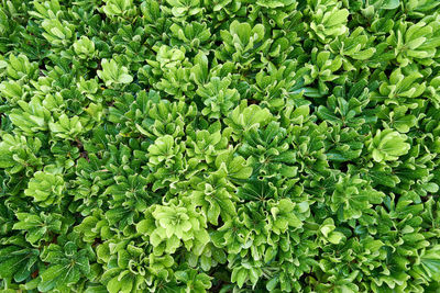 Full frame shot of fresh green leaves