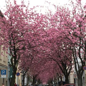 Low angle view of pink flowers blooming on tree