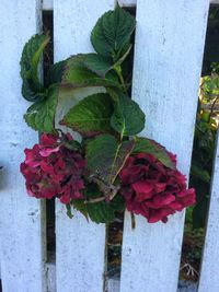 Close-up of red flowering plant by fence