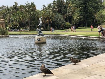 View of birds in lake