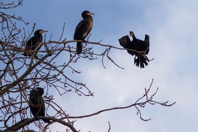 Low angle view of bird perching on branch against sky