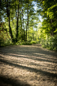 Surface level of road amidst trees in forest