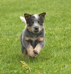 Portrait of rabbit on grassy field