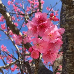 Close-up of pink flowers on branch