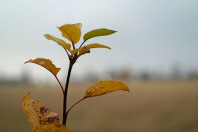 Close-up of plant against sky