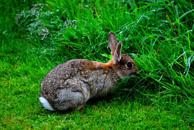 Rabbit on grassy field