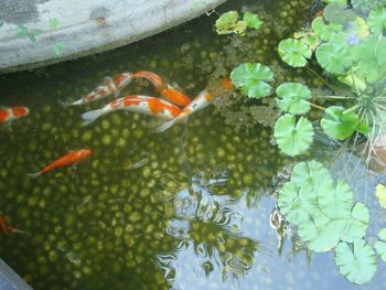 High angle view of koi carps swimming in pond