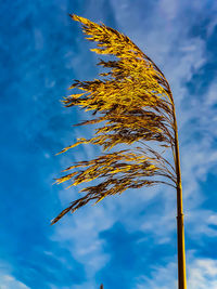 Low angle view of plant against blue sky