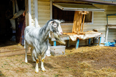 Horse standing on field