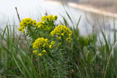 Close-up of yellow flowering plant on field