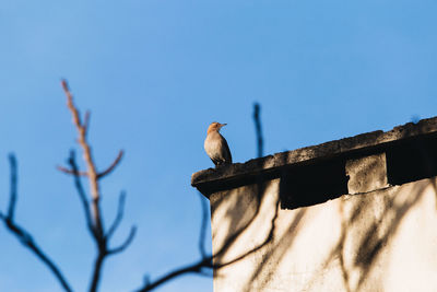 Low angle view of bird perching on branch against blue sky