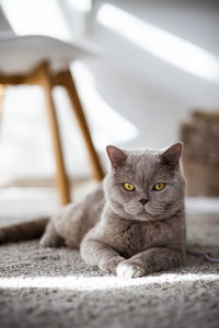 Close-up portrait of a cat