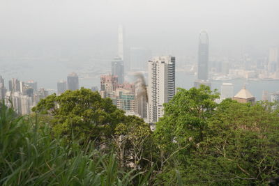 Trees and buildings in city against sky