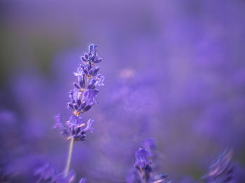 Close-up of purple flowering plant