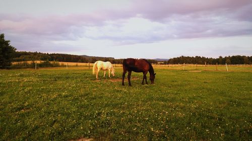 Horses grazing in a field