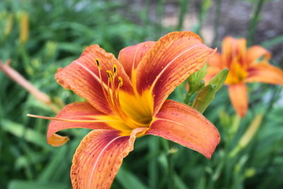 Close-up of orange day lily blooming outdoors