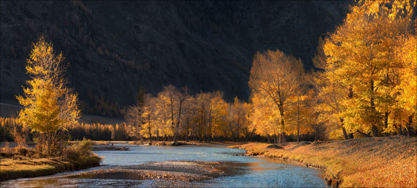 Trees growing amidst lake at night