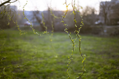 nature