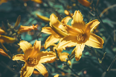 Close-up of yellow flowering plant