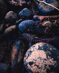 Full frame shot of rocks and centipede