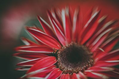 Close-up of red flower