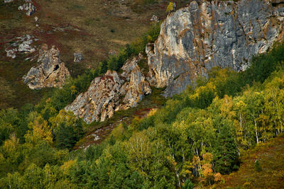 View of pine trees in forest