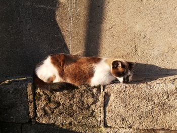 Portrait of cat on wall