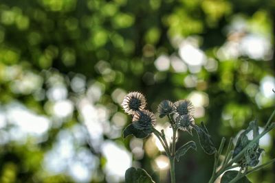 Close-up of flowers